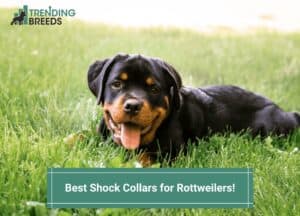 Best Shock Collars for Rottweilers template