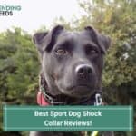 Best Sport Dog Shock Collar Reviews-template