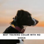 Best Training Collar with No Shock