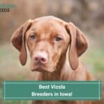 5 Best Vizsla Breeders in Iowa! (2023)