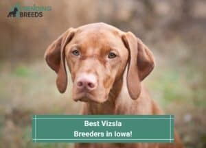 Best-Vizsla-Breeders-in-Iowa-template