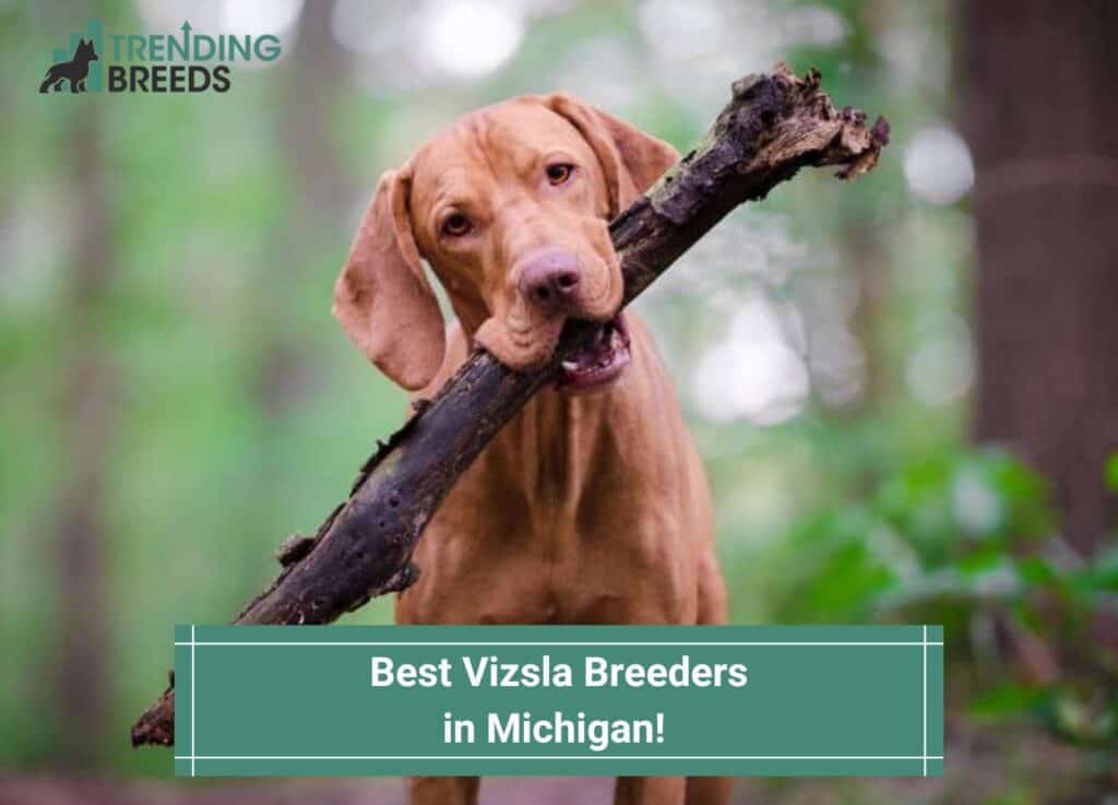 Best-Vizsla-Breeders-in-Michigan-template