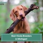6 Best Vizsla Breeders in Michigan! (2023)