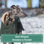 Best-Whippet-Breeders-in-Florida-template