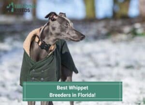 Best-Whippet-Breeders-in-Florida-template