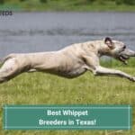 Best-Whippet-Breeders-in-Texas-template