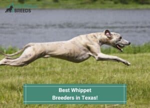 Best-Whippet-Breeders-in-Texas-template