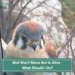 Bird-Wont-Move-But-Is-Alive-What-Should-I-Do-template