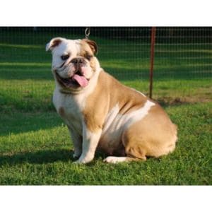 Blue-Ribbon-Bulldogs