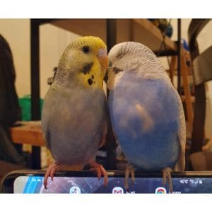 Budgerigar