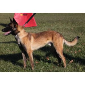 Burr-Oak-Malinois