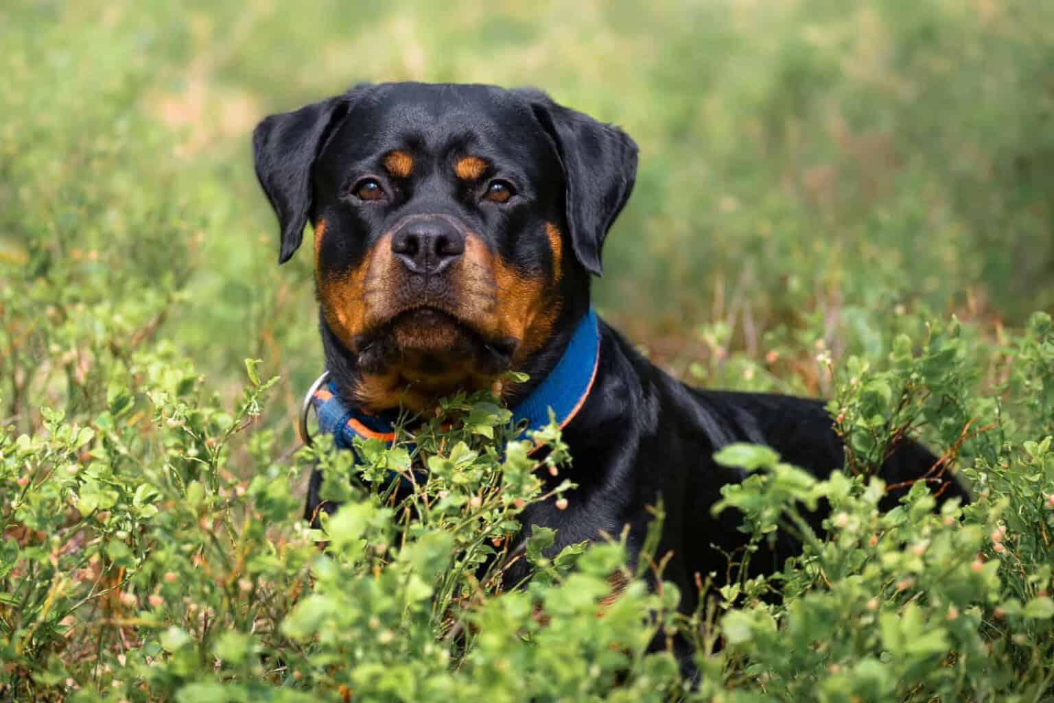 The 5 Best Shock Collars for Rottweilers! (2023)