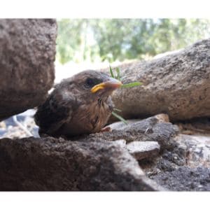 Can-Birds-Get-Their-Offspring-Back-into-the-Nest