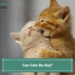 Can-Cats-Be-Gay-template