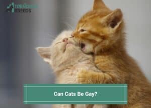 Can-Cats-Be-Gay-template