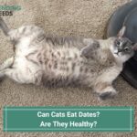 Can Cats Eat Dates-Are They Healthy-template