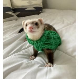 Can-Ferrets-Wear-Diapers