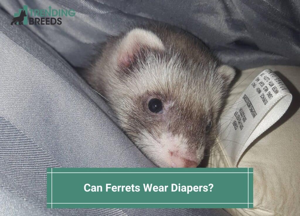 Can-Ferrets-Wear-Diapers-template