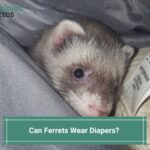 Can Ferrets Wear Diapers? (And What You Need To Know) (2023)