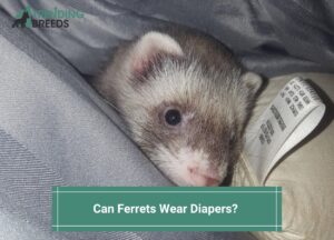 Can-Ferrets-Wear-Diapers-template