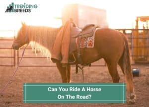 Can-You-Ride-A-Horse-On-The-Road-template