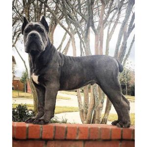 Cane-Corso-de-Italica-Terrae