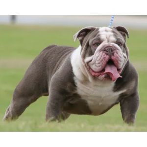 Capital-Rare-Bulldogs