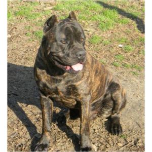 Capri-Cane-Corso