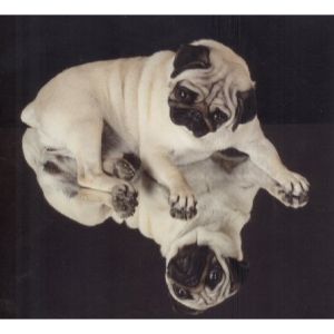 Caravelle-Pugs