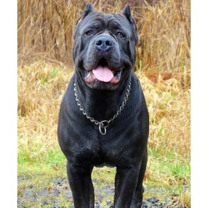 CastleGuard-Cane-Corso