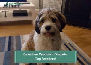 Cavachon-Puppies-in-Virginia-Top-Breeders-template