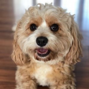 Cavapoo-Kennels