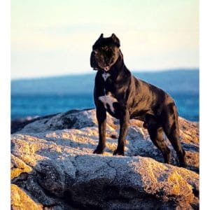 Caveo-Cane-Corso