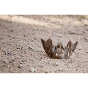 Common-Birds-that-Dust-Bathe