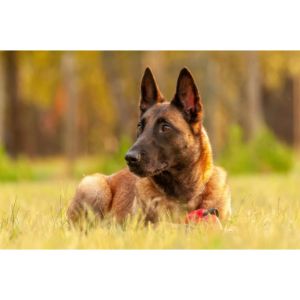 Conclusion-For-Best-Belgian-Malinois-Breeders-in-Indiana