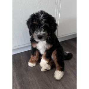 Conclusion-For-Best-Bernedoodle-Breeders-in-Arizona