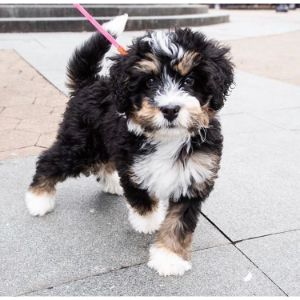 Conclusion-For-Best-Bernedoodle-Breeders-in-Colorado