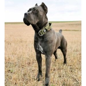 Conclusion-For-Best-Cane-Corso-Breeders-in-Alabama