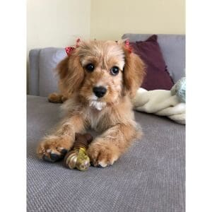 Conclusion-For-Best-Cavapoo-Breeders-in-Louisiana