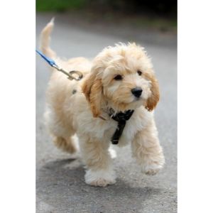 Conclusion-For-Best-Cavapoo-Breeders-in-New-York