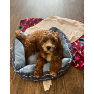 Conclusion-For-Best-Cavapoo-Breeders-in-Pennsylvania