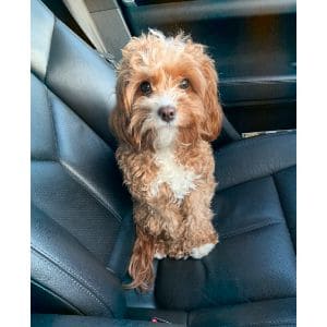 Conclusion-For-Best-Cavapoo-Breeders-in-Rhode-Island