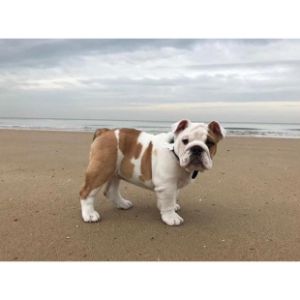 Conclusion-For-Best-English-Bulldog-Breeders-in-ColoradO