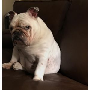 Conclusion-For-Best-English-Bulldog-Breeders-in-Illinois