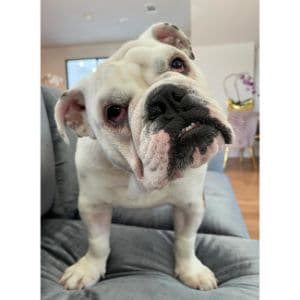 Conclusion-For-Best-English-Bulldog-Breeders-in-Maryland