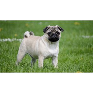 Conclusion-For-Best-Pug-Breeders-in-Oregon