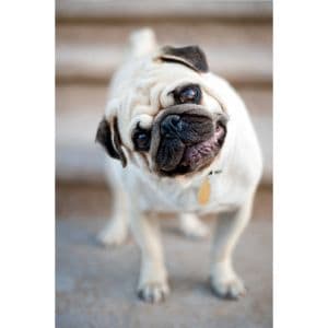 Conclusion-For-Best-Pug-Breeders-in-San-Diego