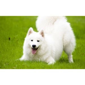 Conclusion-For-Best-Samoyed-Breeders-in-Florida