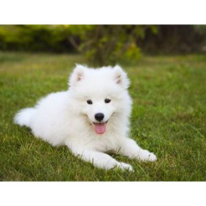 Conclusion-For-Best-Samoyed-Breeders-in-Michigan