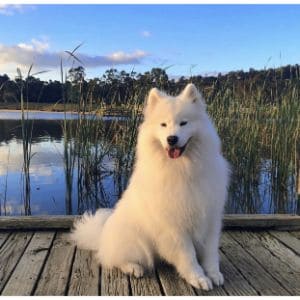 Conclusion-For-Best-Samoyed-Breeders-in-New-York-NY